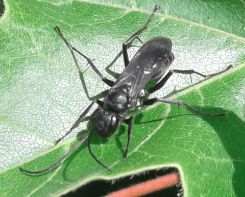 Pompilidae: forse Priocnemis sp.